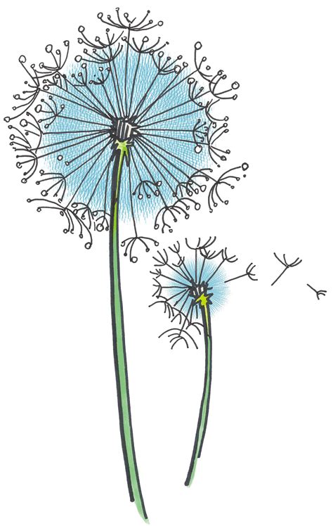 Dandelion Illustration By Alison Martin
