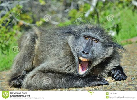 Baboon With Open Mouth Exposing Canine Teeth. The Chacma Baboon. Stock Photo - Image of safari ...