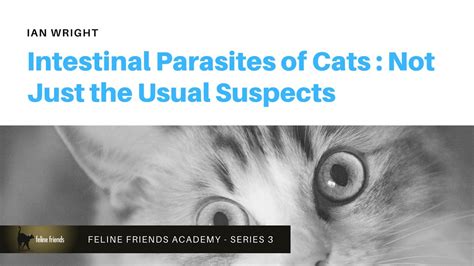 Intestinal Parasites Of Cats Not Just The Usual Suspects Youtube
