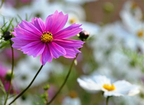 Who wouldn't want to see those bright, bold and beautiful flowers all over after the cold and dark sky of winter? WINTER FLOWERS IN INDIA - LIGHT BLUE FLOWERS