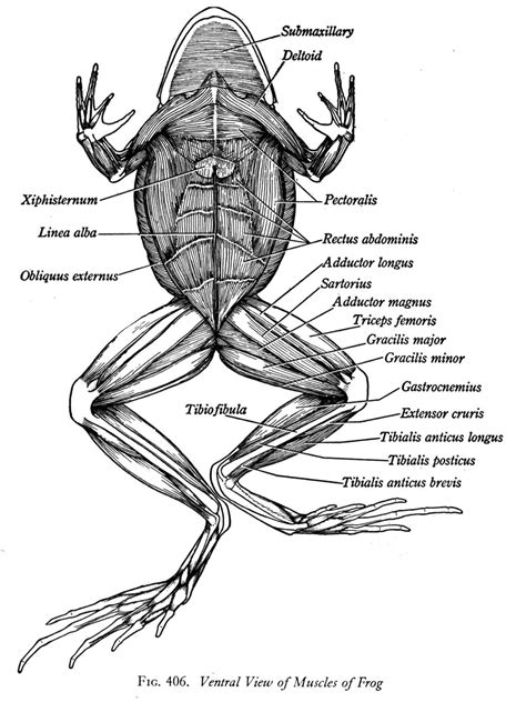 Frog Dissection Worksheet Worksheeto