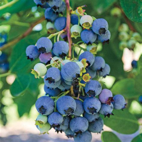 Jersey Highbush Blueberry Plant Vaccinium 25 Pot Hardy