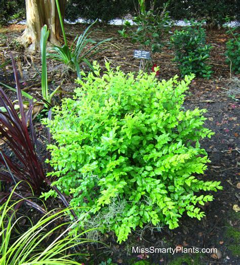 Small Shrubs For Partial Shade Aq Garden Plant