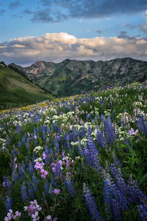 Lupine Mornings Utah Landscape Photography Clint Losee Photography