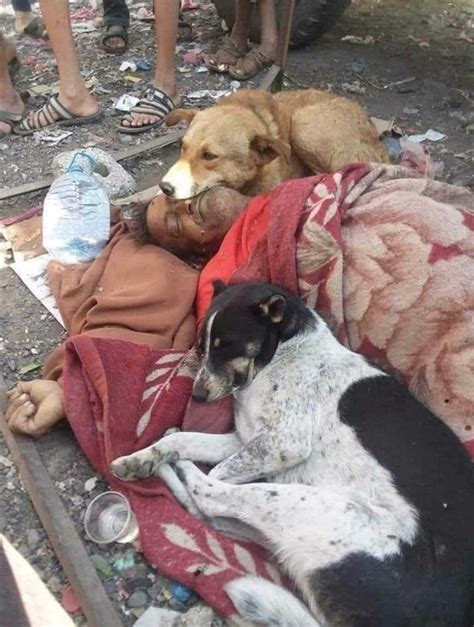كلاب ضالة تحتضن متشرداً خلال وداعه الأخير في اليمن المصدر أونلاين