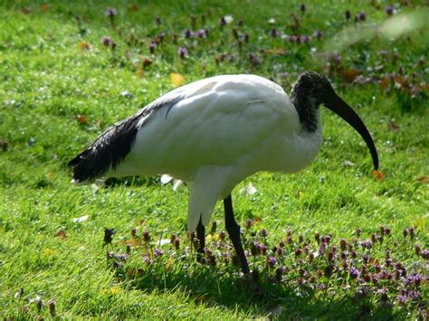 Picture 5 Of 5 Ibis Threskiornithidae Pictures And Images Animals