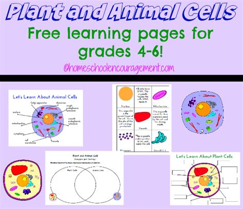 Controls the movement of substances into and out of the cell. Plant and Animal Cell Printables Grades 4-6 | Plants ...
