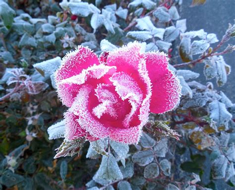 Life Is Good Frosty Rose