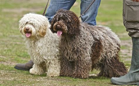 There is not a set price across the board when it comes to purchasing a cockapoo and many breeders will charge a range of prices. Poodle puppies for sale price & cost. Where to buy Poodle ...