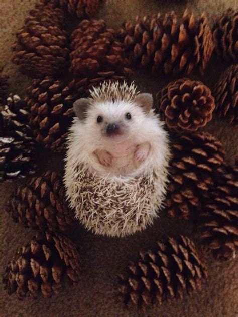 Cute Hedgehog Pinteres