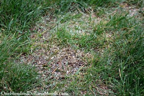 Tips For Reseeding Your Lawn In The Spring One Hundred Dollars A Month