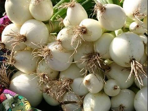 White Sweet Spanish Onion Seed Spring Late Summer Or Fall Asian