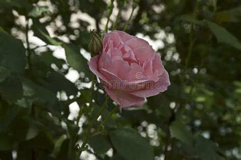 A View Of A Rosy Rose Bush In Bloo Stock Image Image Of Nature Blossom 244680853