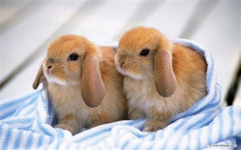 Cute Rabbits 40 Pics