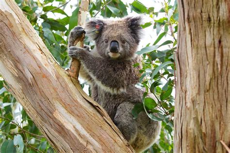 Why Do Koalas Hug Trees In The Heat Greener Ideal