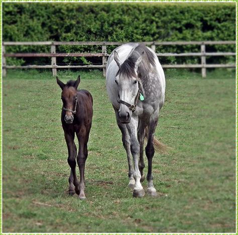 Grey Thoroughbred Mare And Her Foal Eventing Horses Foals Beautiful
