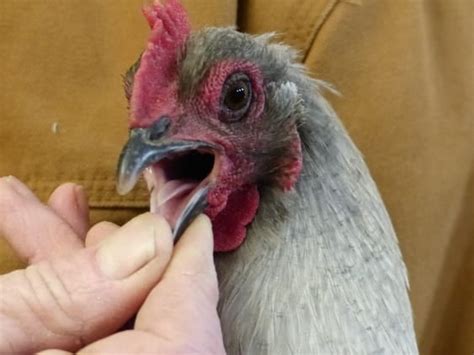 How long does it take to get used to colored contacts. Do Chickens Have Tongues? [What Does it Look Like ...