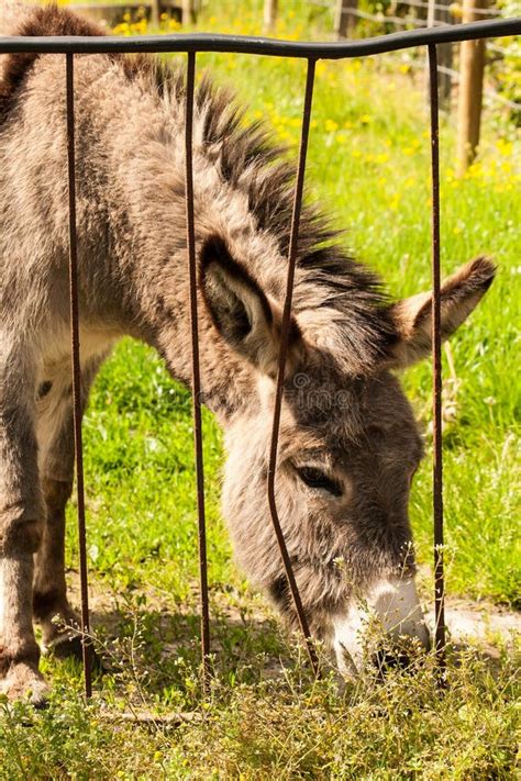 Donkey In A Field In Sunny Day Stock Image Image Of Young Animal