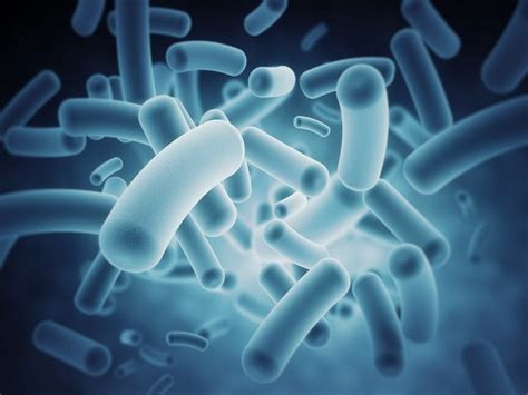Scientists Find Gut Microbiome Implicated In Healthy Aging Longevity