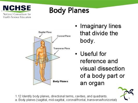 Body Planes Directional Terms Cavities And Quadrants Foundation