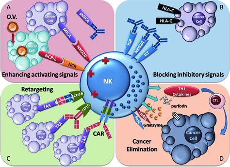 Tumor Immunotherapy New Aspects Of Natural Killer Cells Chinese Journal Of Cancer Research