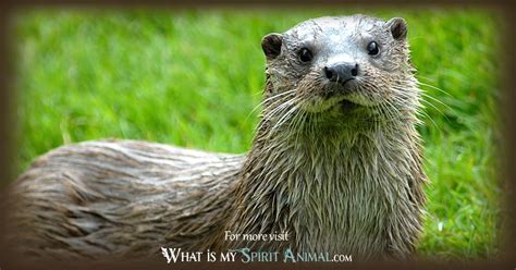 Otter Symbolism And Meaning Otters As Spirit Animals And Totems