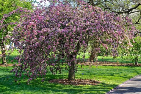 How To Choose Plant And Grow Flowering Crabapple Trees Hgtv