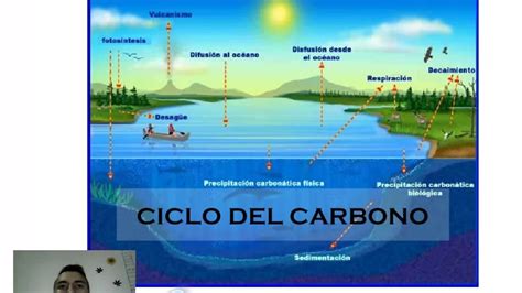 Imagenes De Ciclo De Carbono El Ciclo Del Carbono ‿‿ Youtube