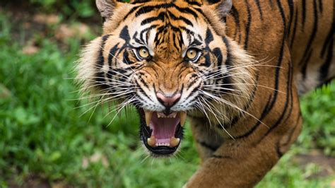 Tiger With Teeth Showing