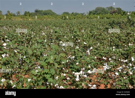 Cotton Crop Hi Res Stock Photography And Images Alamy