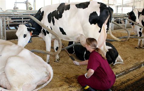 Making Better Milk Through Cow Behaviour Ontario Agricultural College