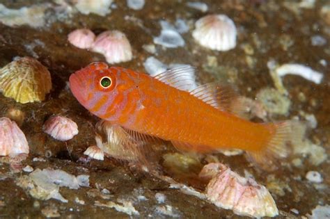 Okinawa Rubble Goby Trimma Okinawae In Aquarium