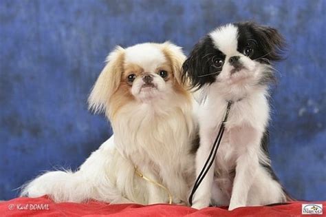 Japanese Chin Dog Breed Origin Behavior Trainability Facts Puppy