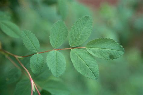 M&w says that both leafs and leaves are plural forms of leaf. Rosa nutkana | Landscape Plants | Oregon State University