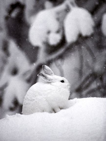 Snowshoe Hare Arctic Animals Cute Animals Wildlife Pictures
