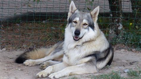 How Big Do German Shepherd And Alaskan Malamute Mix