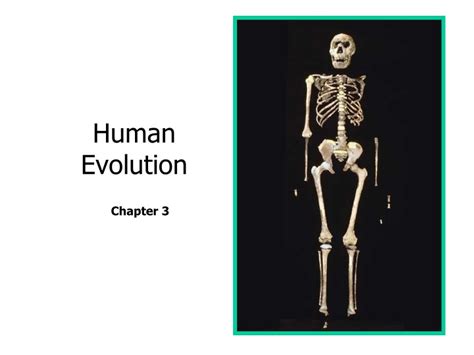 Ppt Human Evolution Powerpoint Presentation Free Download Id9101724