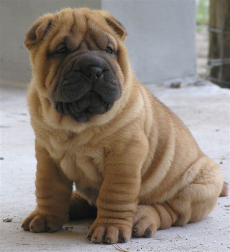 Shar Pei Dog