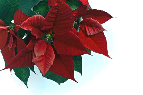 Free Download Poinsettia Wallpapers 2048x1365 For Your Desktop