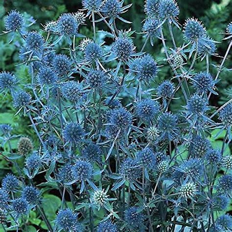 Blue Hobbit Sea Holly Perennial Eryngium Live Plant Quart Pot