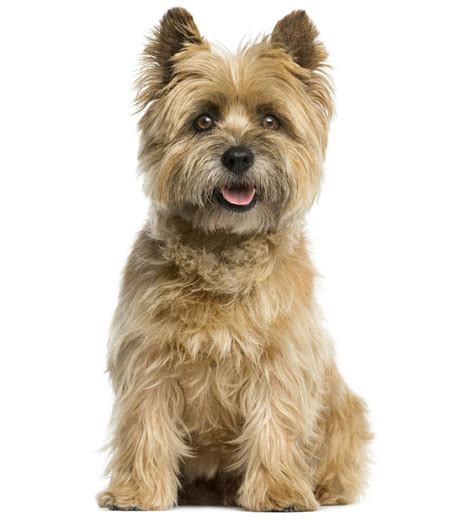 List Of Common Characteristics Shown By All Terrier Mix Breeds