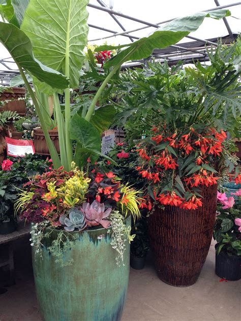 Tropical Plants Actually Do Well In The Midwest Containers Diy