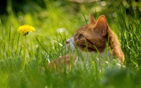 Red Cat In The Grass Wallpapers And Images Wallpapers Pictures Photos
