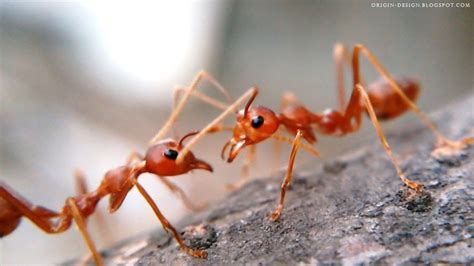 5 Hewan Yang Bakal Kuasai Bumi Saat Manusia Punah Semut Ternyata