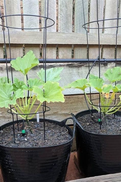 10 Tips On Planting And Growing Zucchini In Containers Or Pots Growing