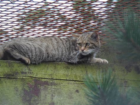 Scottish Wildcat Interesting Behaviour Zoochat
