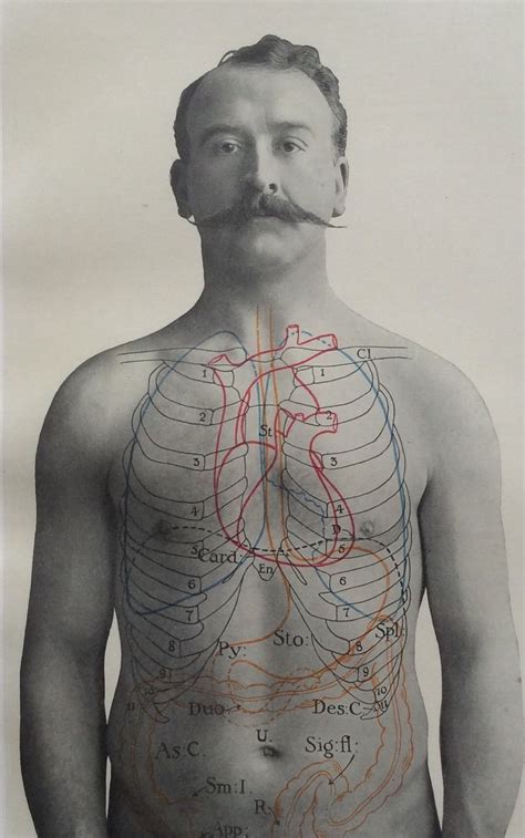 7 fantastic vintage anatomy drawings. Antique 1900s Medical Diagram Scientific Print Human ...