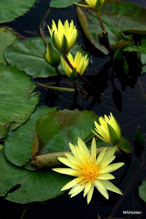 15 Best Yellow Water Lily ♥ Images On Pinterest Lilies Lotus Flower