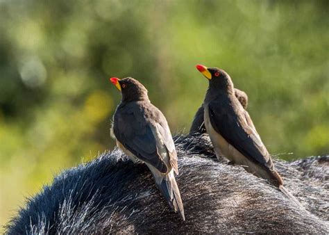 19 Facts About African Oxpecker Birds Both Species Of Buphagus