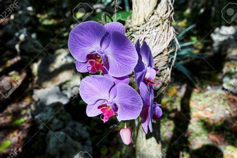 El Color De Las Orquídeas Y Su Hábitat ¡descubre La Relación